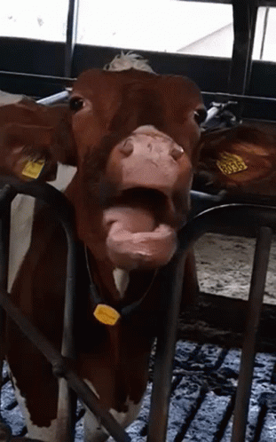 cow gif with floppy tongue or something